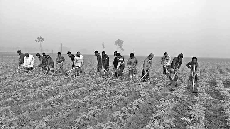 Farmers of Joypurhat weave dream of future in potatoes