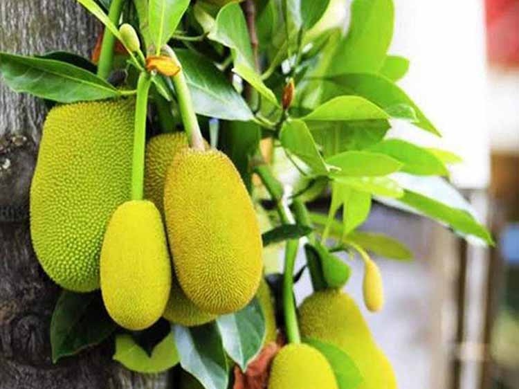 Experts stress jackfruit processing to maintain value