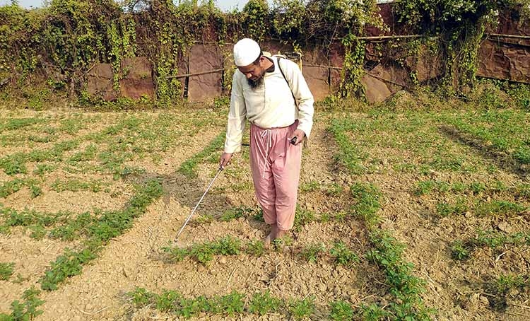 Bumper potato production likely in Rangpur region