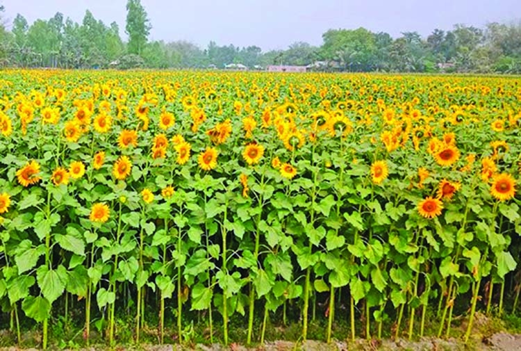Bumper yield of sunflower likely  in Joypurhat