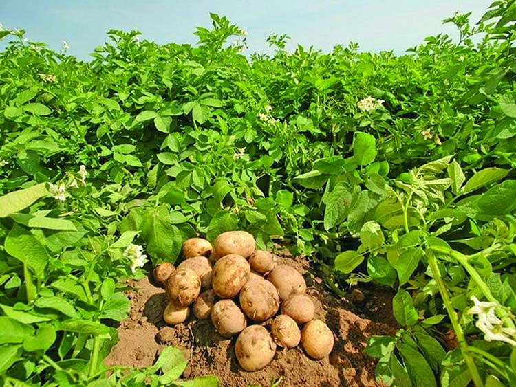 Challenges facing  potato farmers 