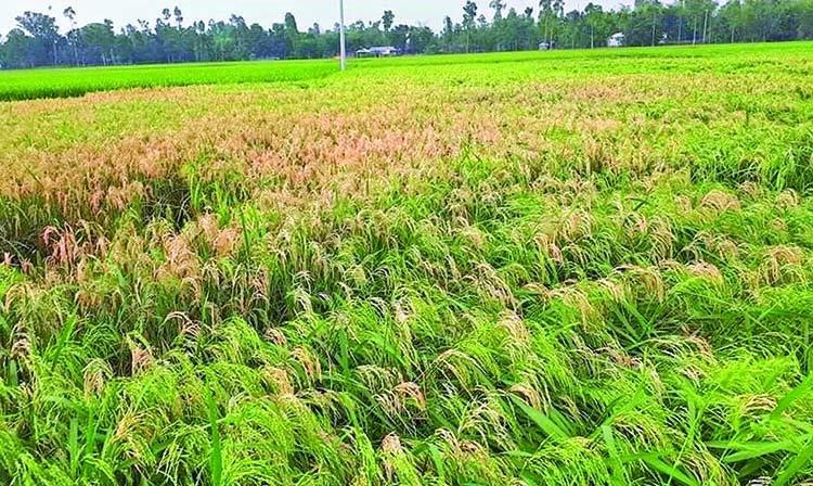 Paddy fields under neck blast attack in Ulipur