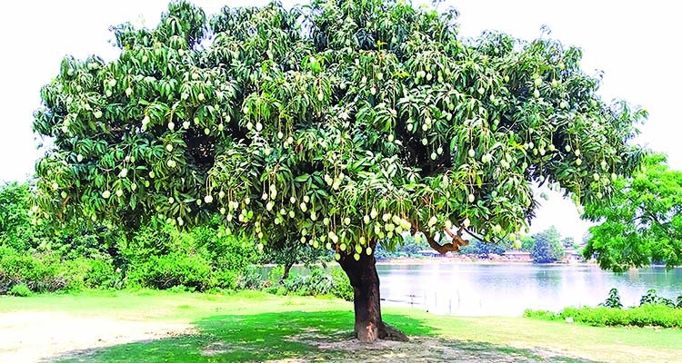 1,500cr mango trade likely in Naogaon