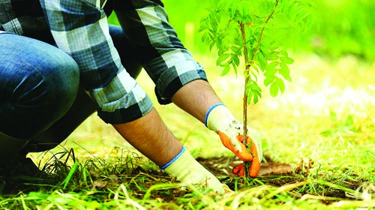 No alternative for planting trees to prevent desertification