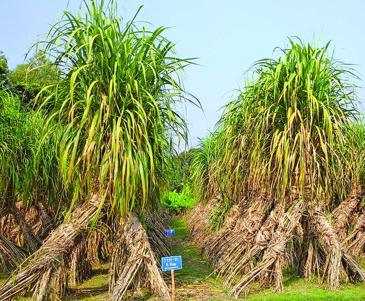 New sugarcane variety BSRI-48 released