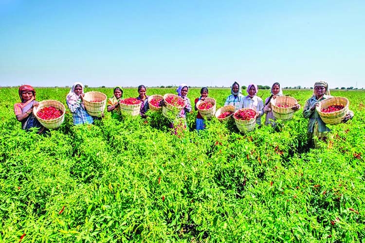 'South Asia agriculture, food systems resilient'