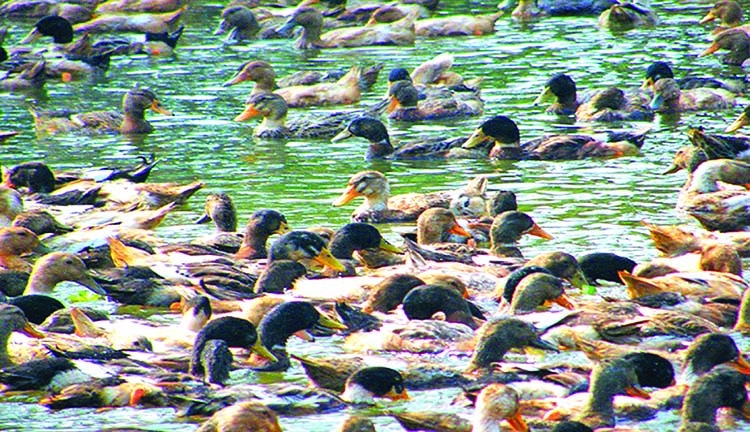 Duck farming becomes good income source in Rajshahi
