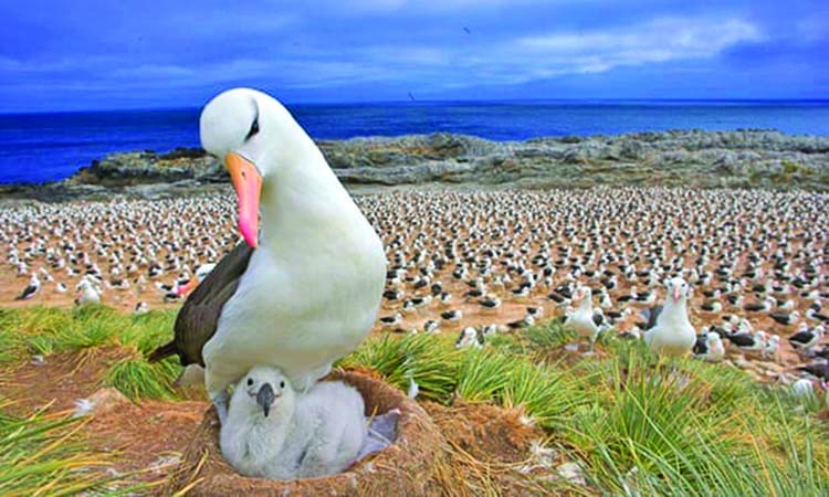 Climate crisis pushes albatross 'divorce' rates higher: Study