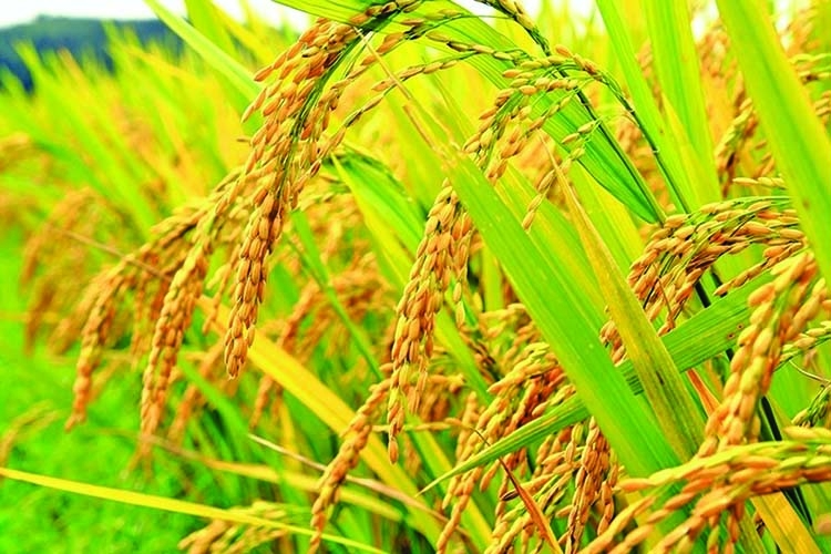 35.52 lakh tonnes Boro rice expected in Rajshahi division | The Asian ...
