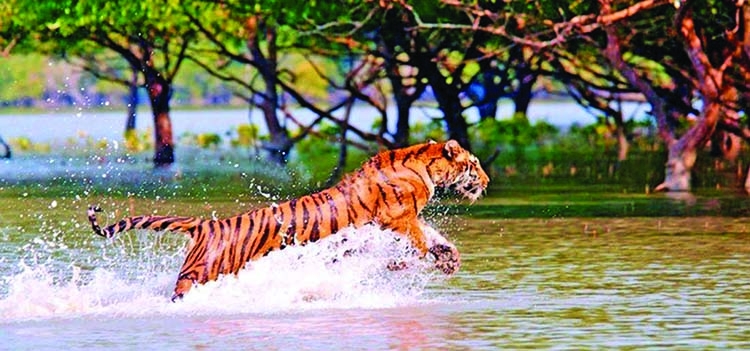Repeated Shipwrecks Threatened Biodiversity and the Environment in the Sundarbans