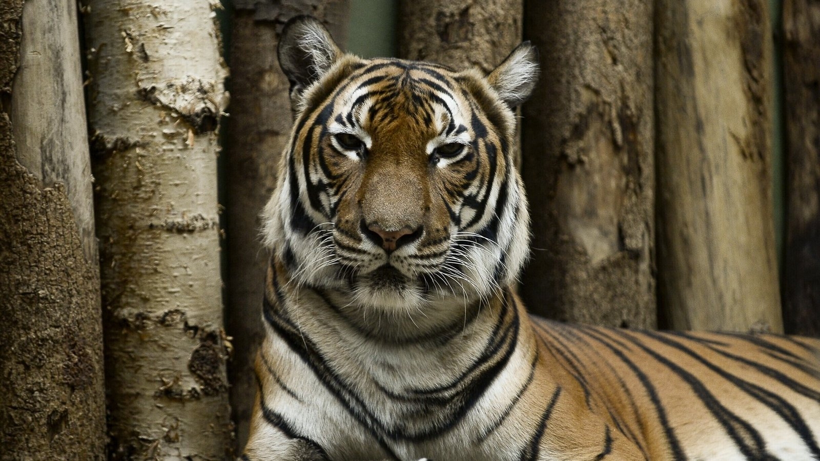 Malayan tiger shot dead after biting worker's arm at Florida zoo