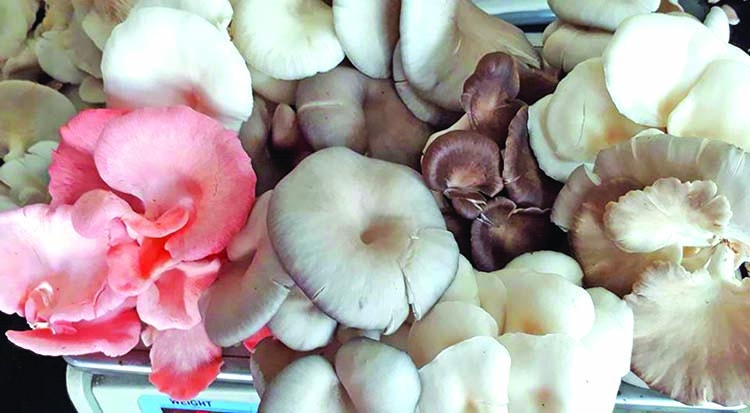 History of Mushroom Cultivation in Bangladesh