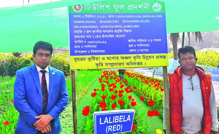 Tulip farming opens up horizons in Jhikargachha