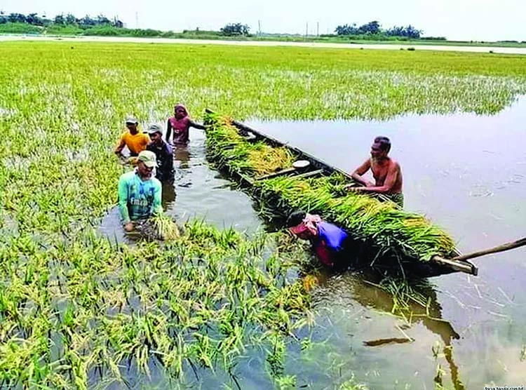 860 hectares of cropland go under water in Sunamganj