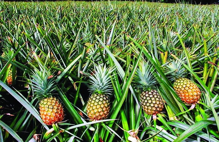 Honey queen pineapple farming changes farmers' lot in Polash
