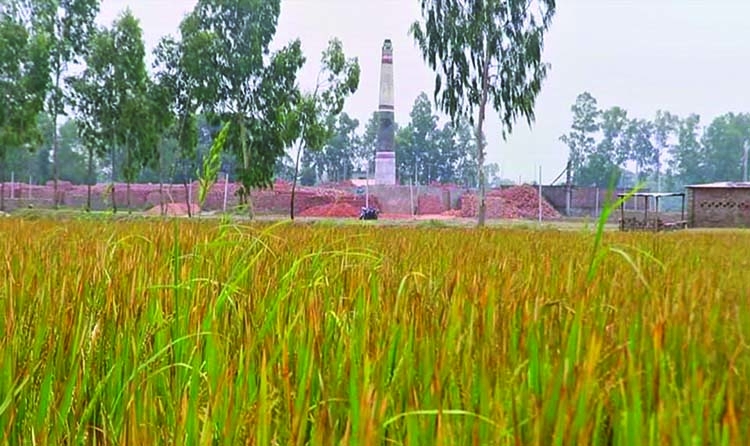 Brick kilns toxic smoke damages paddy fields in Ghatail