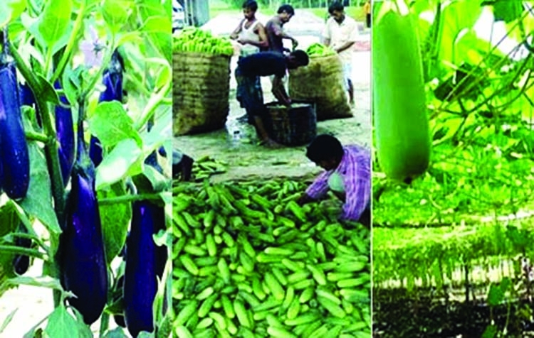 Bumper summer vegetable output expected in Rangpur region