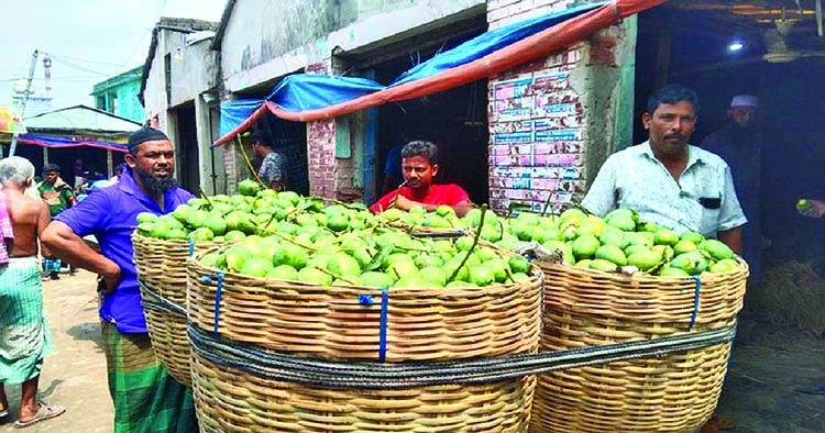 Early harvesting of mangoes puts Satkhira farmers in trouble