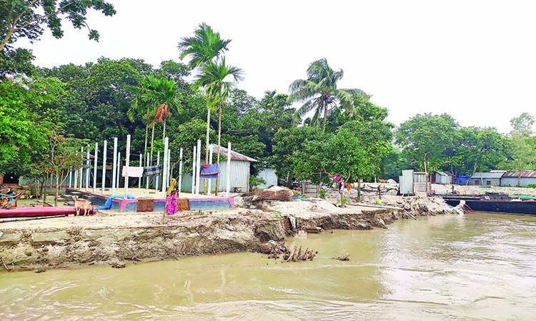 50,000 people waterlogged in Tangail