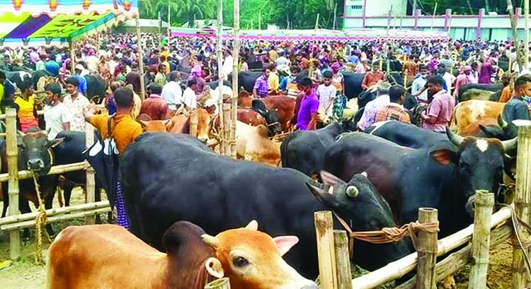 Makeshift Cattle Markets Gaining Momentum In Khulna The Asian Age Online Bangladesh