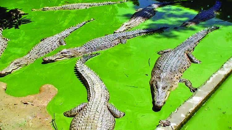 Crocodiles farming  bringing foreign currency in Mymensingh 