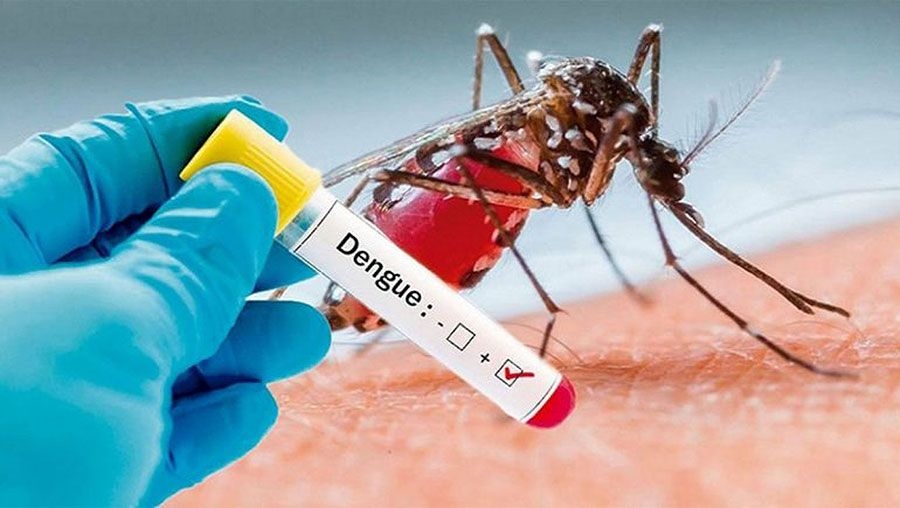 51 new dengue patients hospitalized in 24 hours