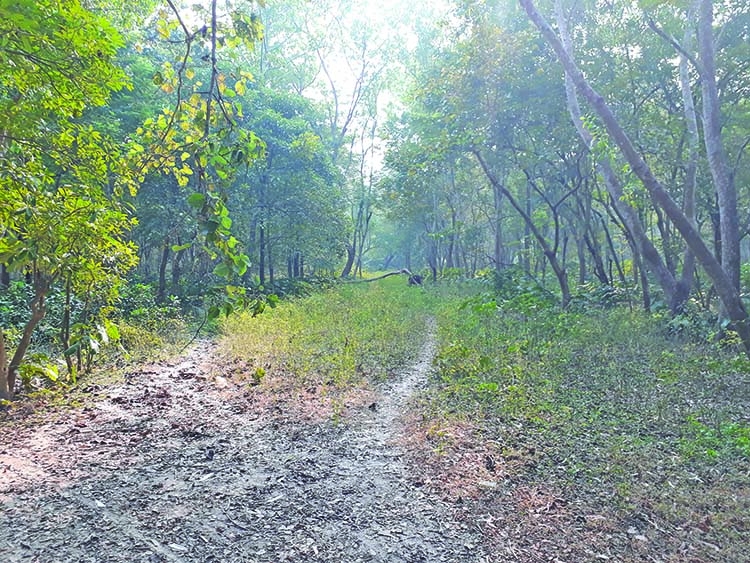 Haringhata: Spectacular visiting places in Pathorghata