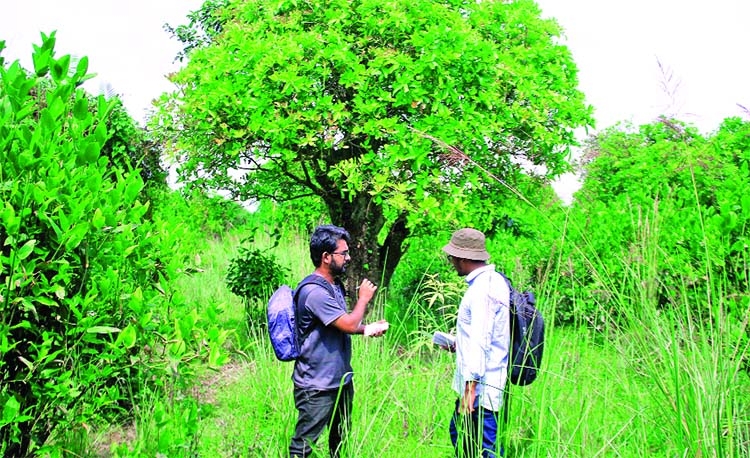 SAU, KAU Initiate research on Mayabon- a new swamp forest