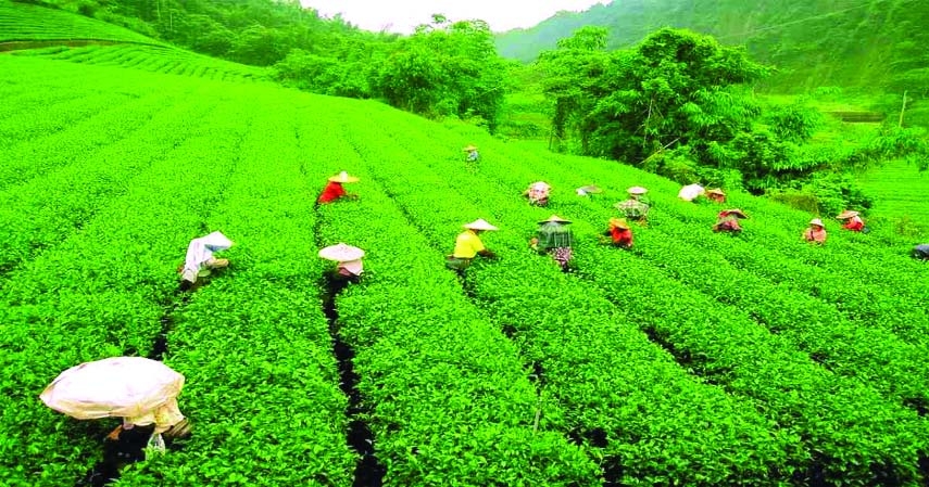 Boosting tea gardening creates 30,000 jobs in northern districts