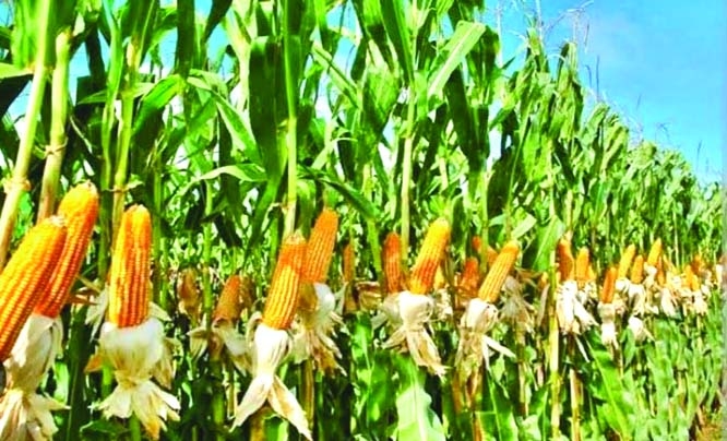 Robi crops with bumper production makes Khulna farmers happy | The ...