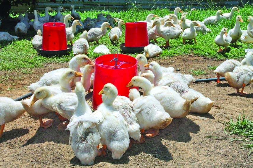 Duck rearing makes many rural women self-reliant | The Asian Age Online ...