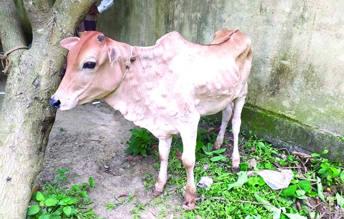 Lumpy skin disease spreading in Tangail's Dhanbari