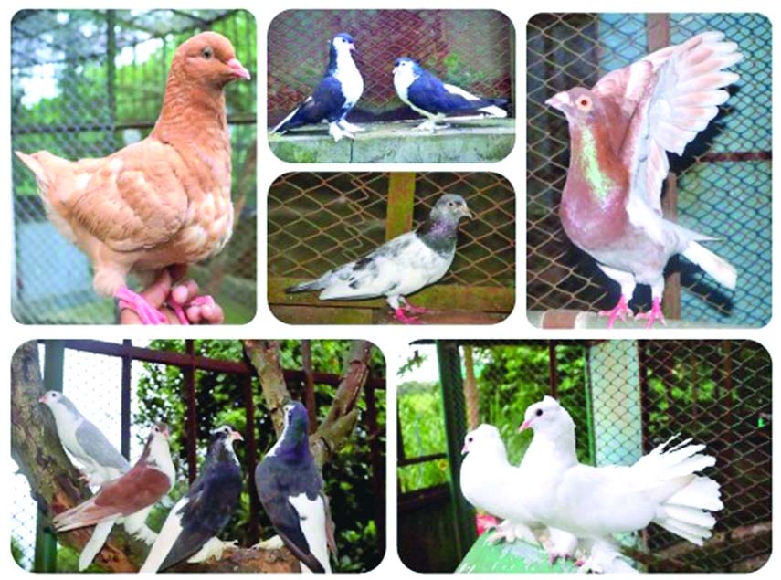 Pigeon meat can meet demand of protein