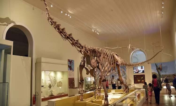 Scientists of IIT Roorkee discover oldest fossil of plant-eating dinosaur in Rajasthan’s Jaisalmer