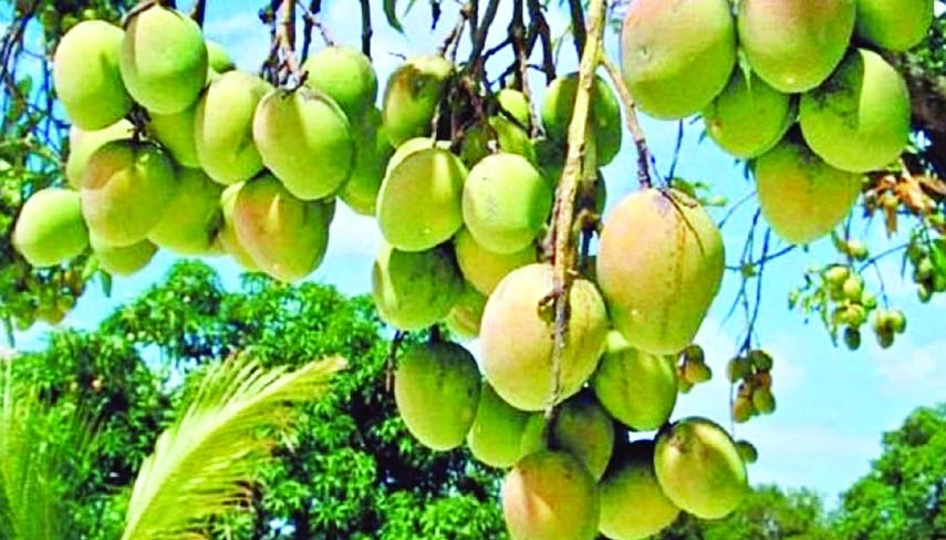 Catimon mango becomes boon for many farmers in Rajshahi