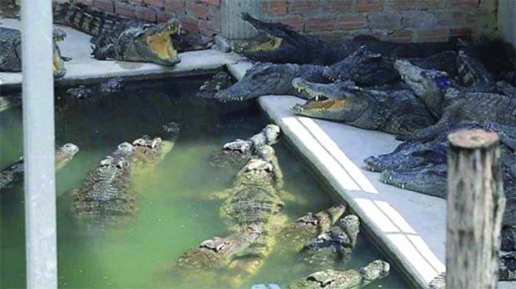 'Escaped Chinese crocodiles all captured'
