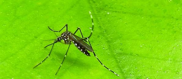 Dengue: 10 more patients die, 2,047 new cases | The Asian Age Online ...