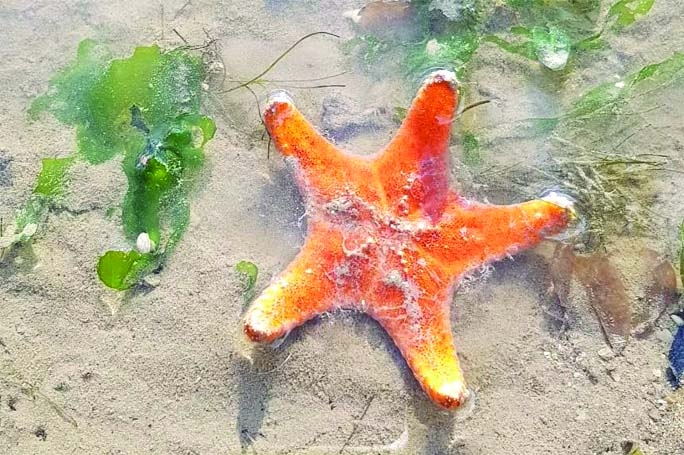 Starfish are all head, no body, new study finds