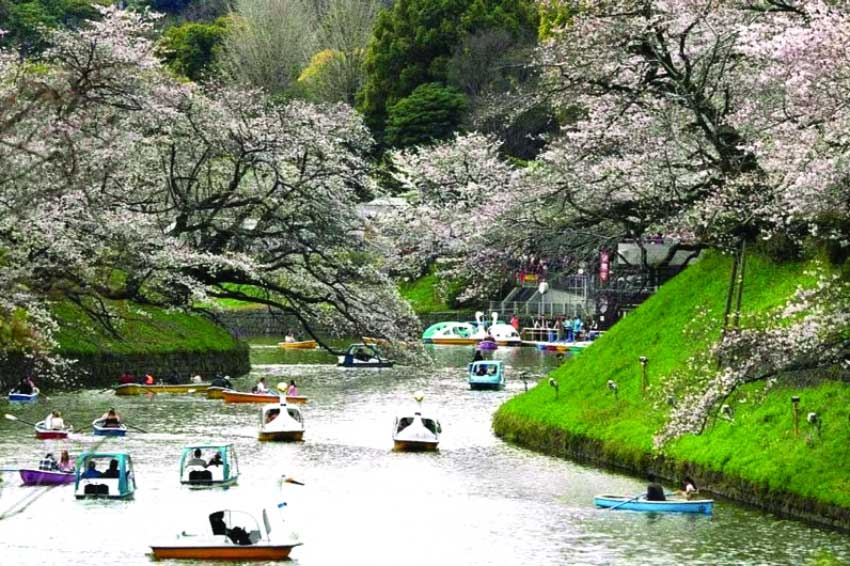 Tokyo crowds revel as cherry blossoms reach full bloom