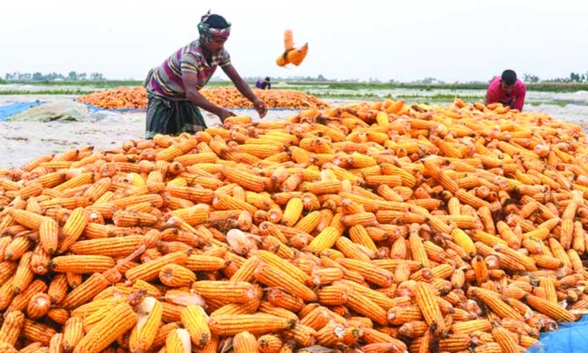 Farmers happy with maize price in Panchagarh