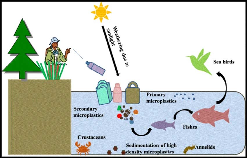 Look Out! The Invisible Threat of Microplastic