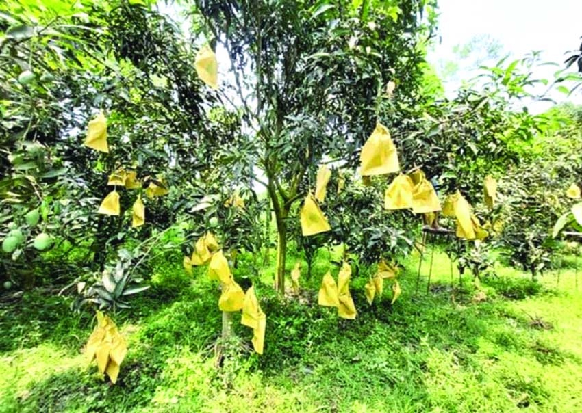 Fruit bagging method becomes boon for Rajshahi mango farmers 