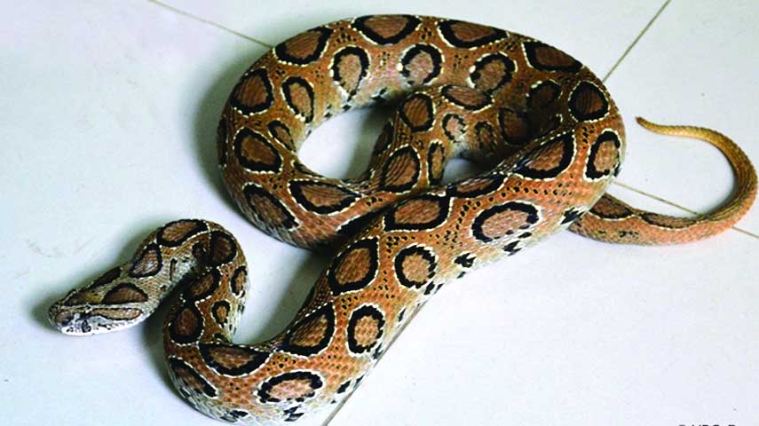 Russell’s Viper: It’s High Time to Be Alert