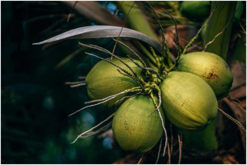 The Bengal Love Affair with Coconut