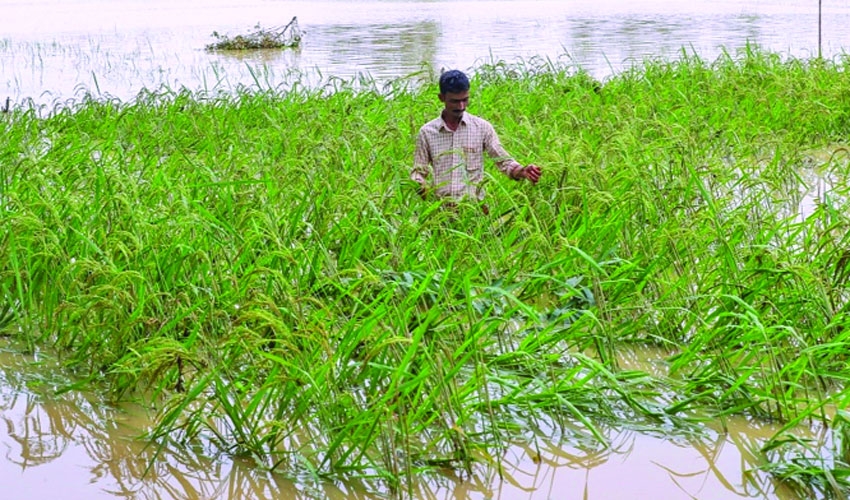 Floods destroy 1.1 million tons of rice in Bangladesh