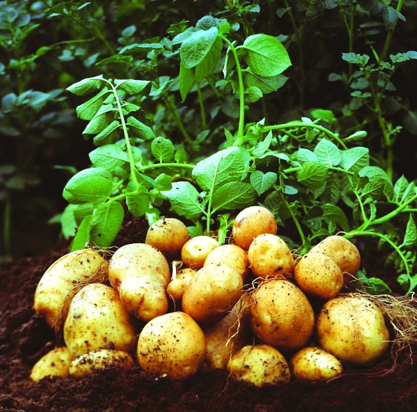 Ensuring Fair Returns for Bangladeshi Potato Farmers in 2025: Challenges and Way forward
