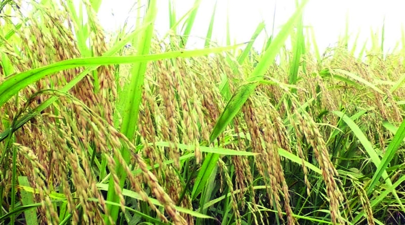 'BRRI Dhan-107' will meet  nutritional needs: BRRI