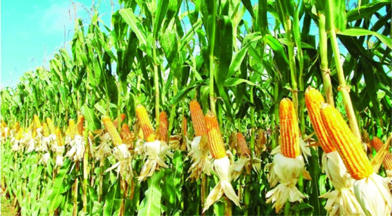 Bumper maize production brings smile on Lalmonirhat farmer's face