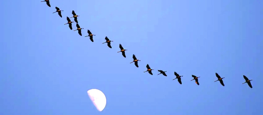 How climate change is altering bird migration