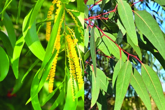 Govt bans plantation, sale of eucalyptus, akashmoni saplings
